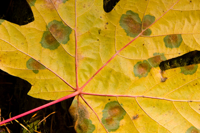 Fallen Maple Leaf Detail